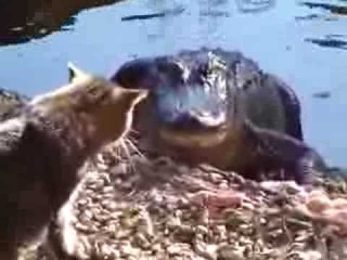 Очень смелый кот Very brave cat