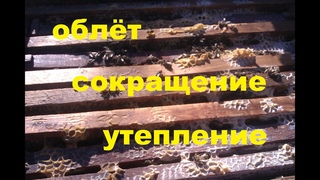 Облёт, сокращение, подкормка, утепление.