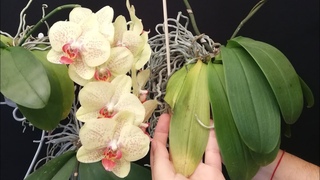 ORQUIDEA CON HOJAS AMARILLAS Y DESHIDRATADAS APRENDE LAS CAUSAS de la hoja “oreja de elefante“