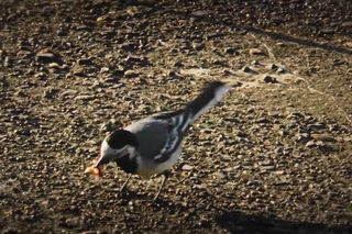 Белая Трясогузка Motacilla alba Кормление