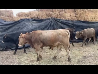 Бычки на продажу 42 головы . Кордай 87058852222