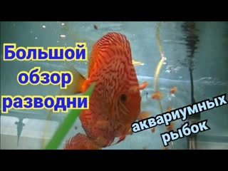Бооольшой обзор разводни аквариумных рыбок.