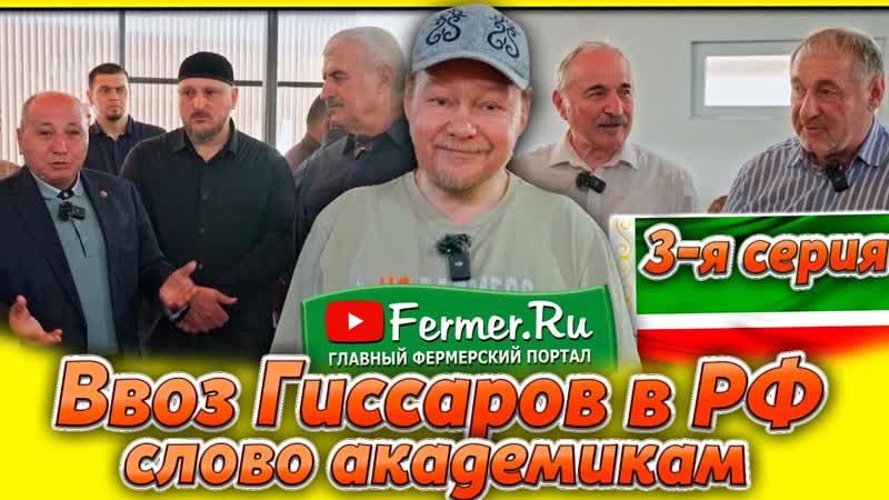 Гиссарские овцы в России. Легальный ввоз гиссаров. Первое