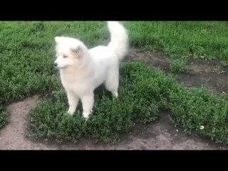 детка самоедка Ода из Царства Сварога