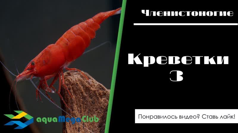 Креветки вишни (черри), сакура (зеленая, оранжевая,