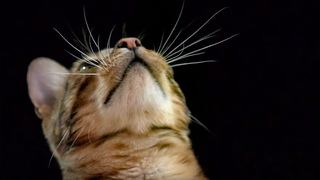 How Do Cats Use Their Whiskers Slow-Motion | Cats Uncovered | BBC Earth