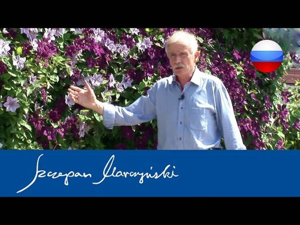 Клематис Шчепан Марчинский