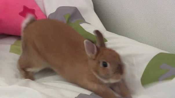 Digging Sliding Cute Netherland Dwarf bunny Rabbit play on the