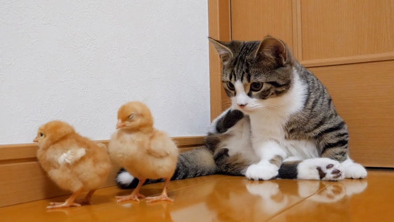 Kitten Coco lives with a tiny
