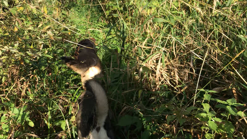 Видео от small dog