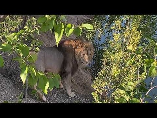 Львы Султан , Гирей и Руслан БЕГУТ МНЕ НА ВСТРЕЧУ !