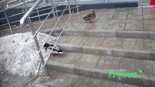 Гончаръ Через тернии к звёздам