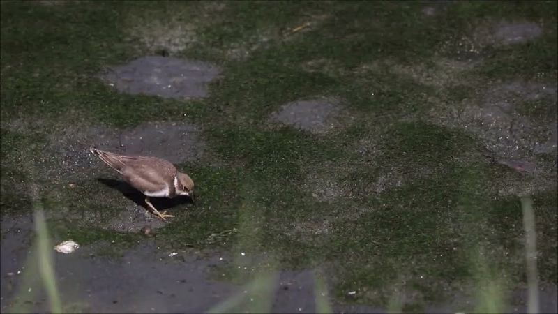 Молодые малые зуйки ищут червячков, Charadrius dubius curonicus, Eurasian