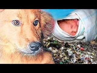 Пёс спас новорожденного ребёнка, выброшенного на помойку