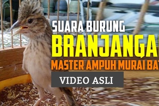 Kicau Branjangan - Kicau Branjangan Gacor untuk Master Murai Batu
