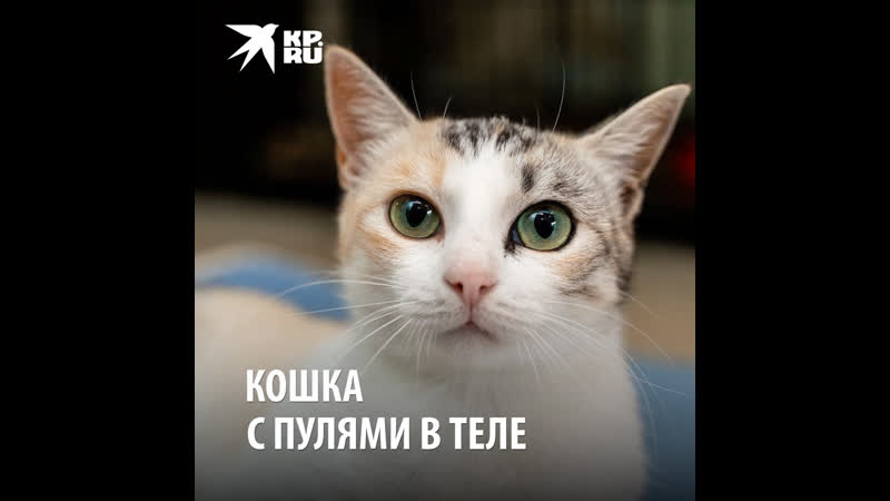 Кошка с пулями в теле