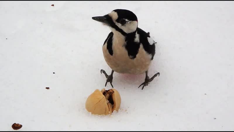 Прилетал дятел, A woodpecker has