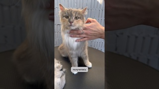 Уличная кошечка вся в колтунах #кот #экспресслинька #pet #animal #viral #cat #dog #shorts