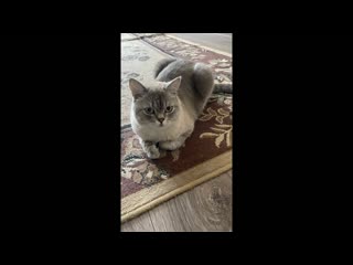 Пушистый дальнобойщик принимает новый дом на колесах