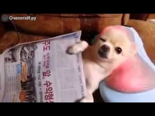 Собачка на массажной подушке