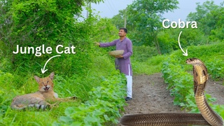 Rural India's Hidden Culinary Gems: Village Cooking Adventure