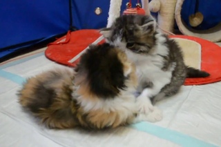 kittens cattery Hitraya Mordashka