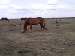 Как лошади играют в мяч. Жужек.