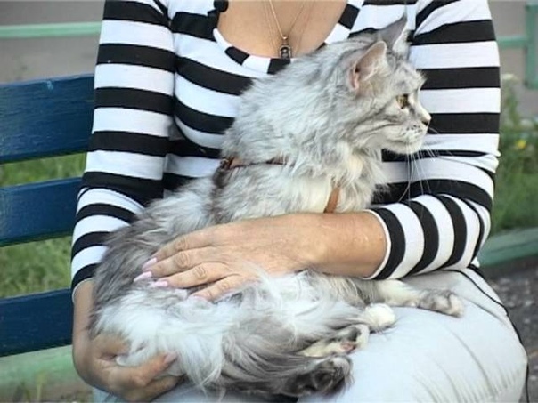 Красивый молодой американский кот. Мейн