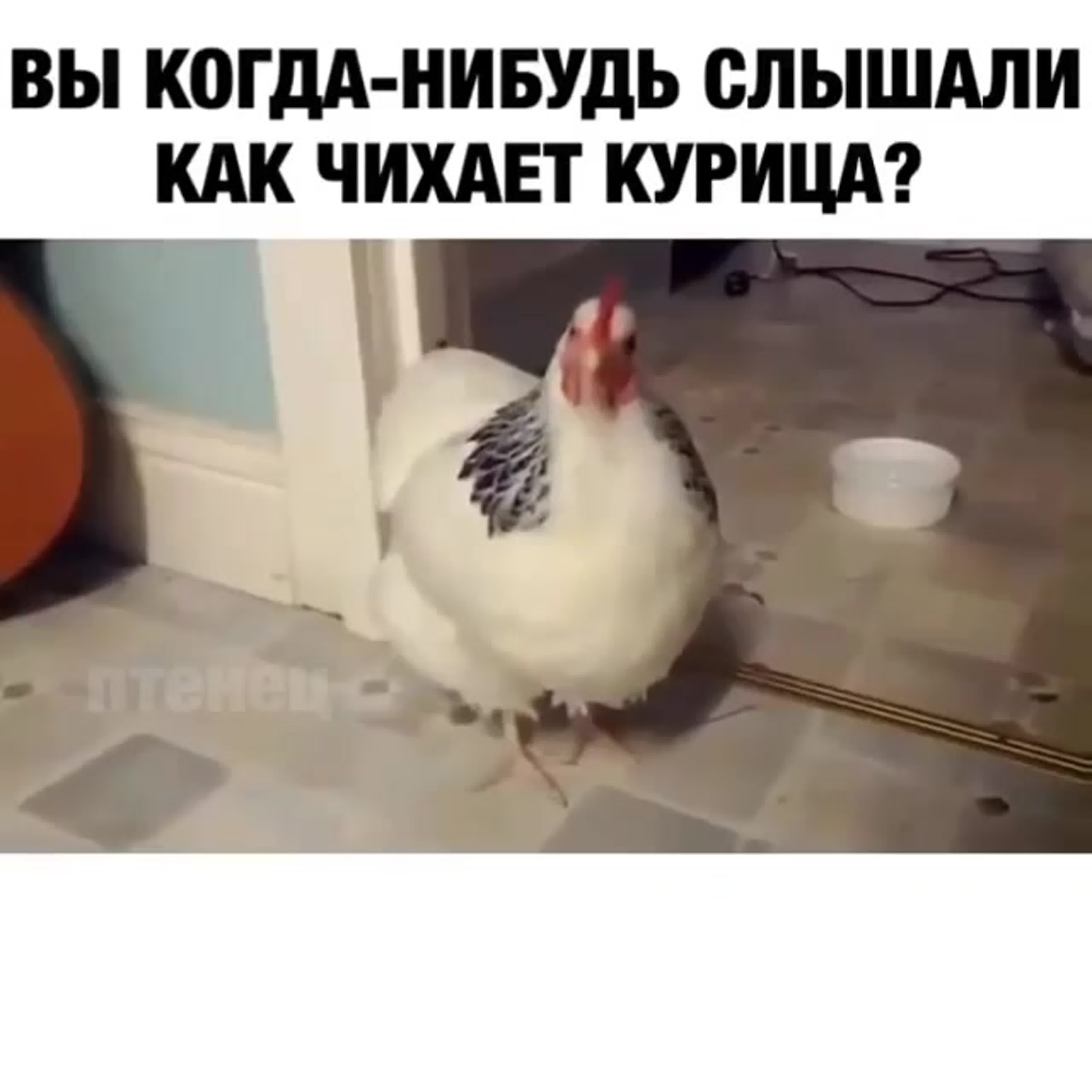 чихает кура. чихает кура. чем лечить кур от хрипа. инфекционный ларинготрахеит кур. инфекционный ларинготрахеит кур вирус.