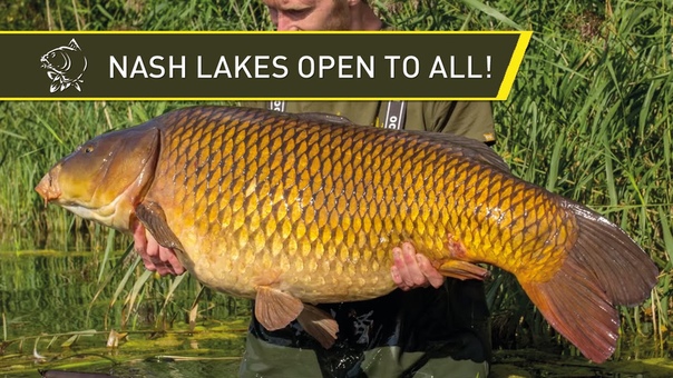 BIG CARP at Nash Lakes soon opening to the