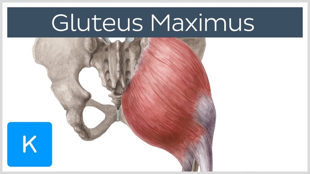 Gluteus Maximus Muscle Function, Origin Insertion Human Anatomy,