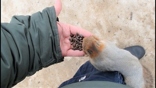 Белка которая меня узнаёт / A squirrel that recognizes me