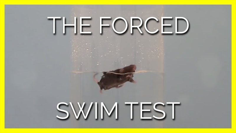 Panic, Terror, and Near Drowning: The Forced Swim