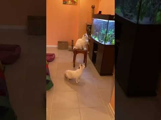 Клудд и Сорен дома