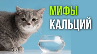Почему для кошки рыба не хуже курицы