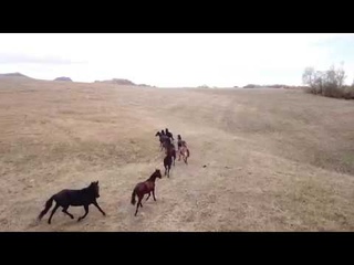 Псебай