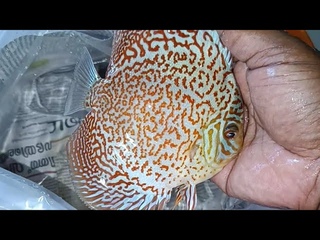 Leopard discus for sale