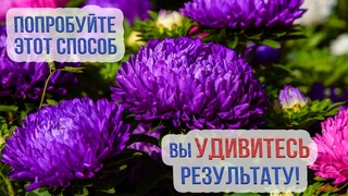 Как посадить астры под зиму Подзимний посев астр. Как бороться с фузариозом астры
