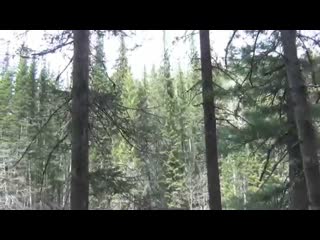 Красивейшие таежные виды