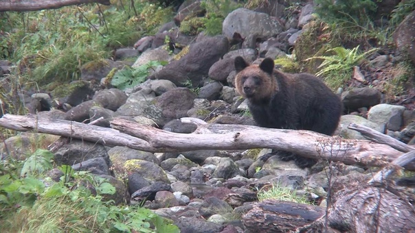 カラフトマスを捕食するヒグマの兄弟 The brown bear which preys on a pink