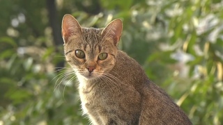 Кошка домашний питомец  Рассказ домашние кошки | Канал Планета Кошек