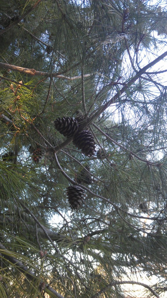 Катя Шереметева ***Grenouille heureuse*** | Nice