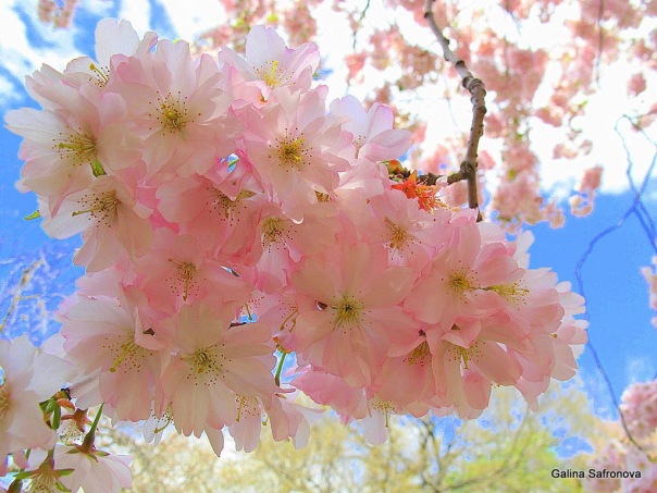 №19, Оксана Скоц №19, Оксана Скоц