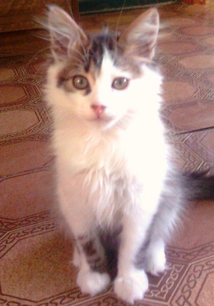 Вячеслав Таманцев | Севастополь