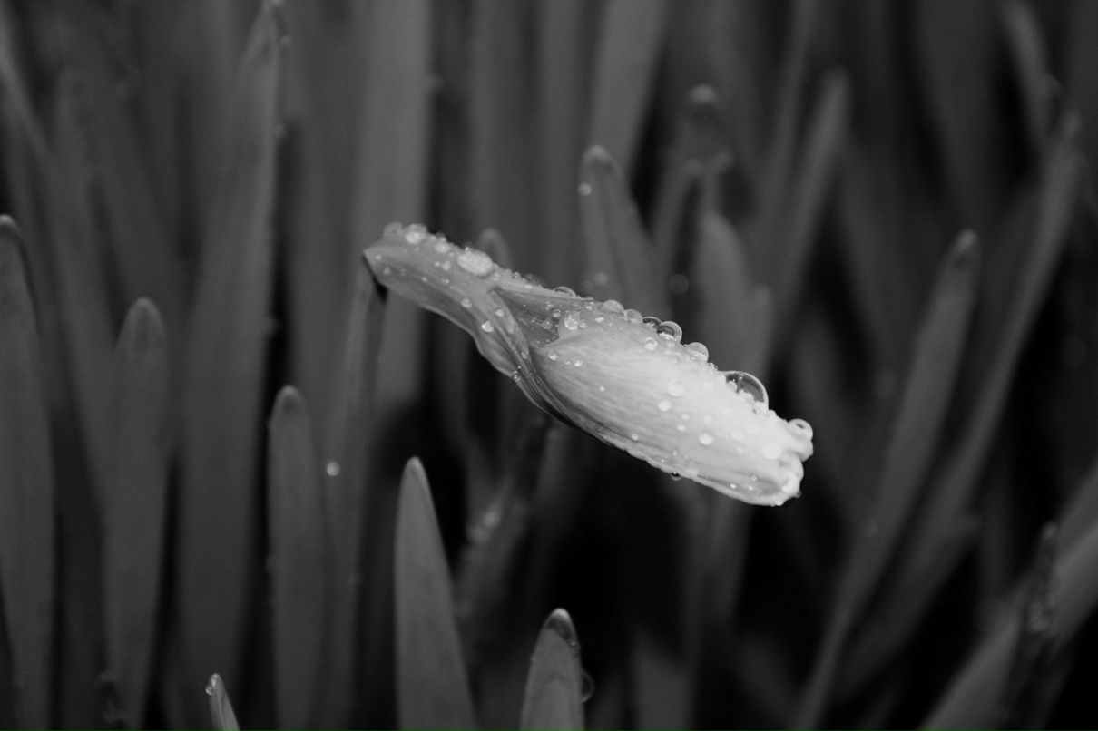 Valeriya Vandermark | Felton