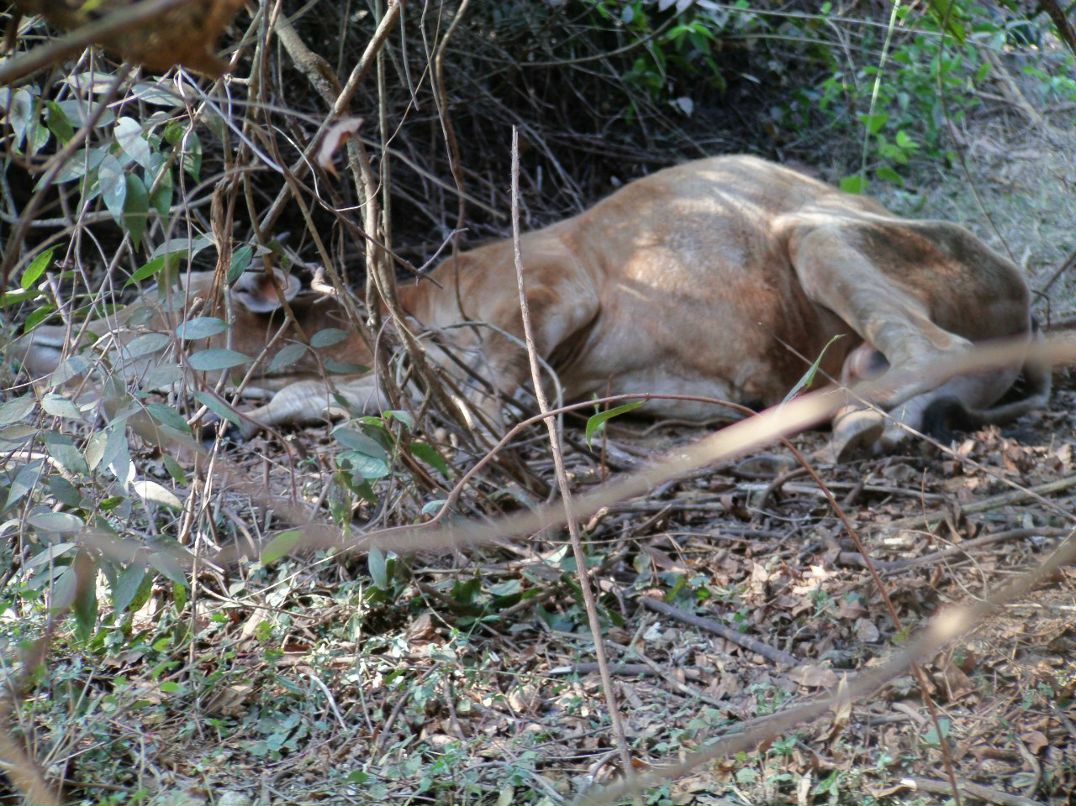 Елена Ховрачева | Саратов
