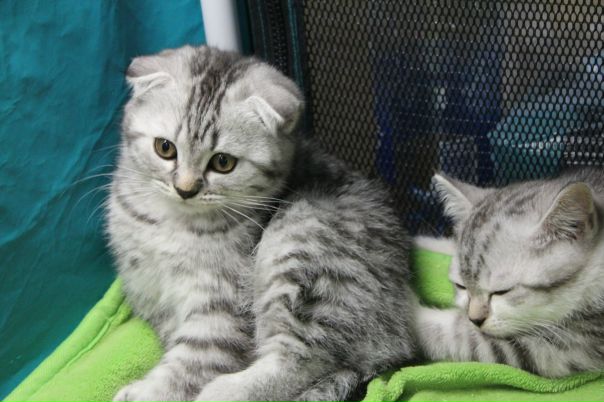 №4, Анастасия Серебрякова №4, Анастасия Серебрякова