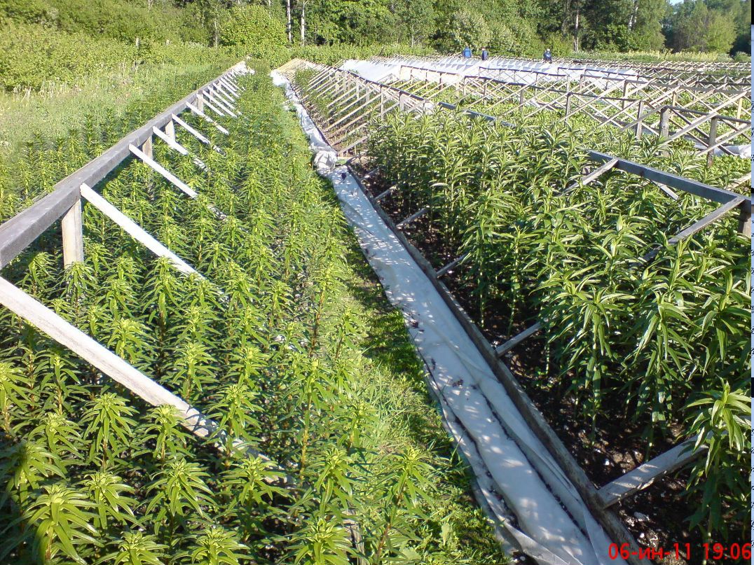 Михаил Стёпшин | Санкт-Петербург