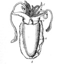 Внешнее строение каракатицы рисунок с подписями