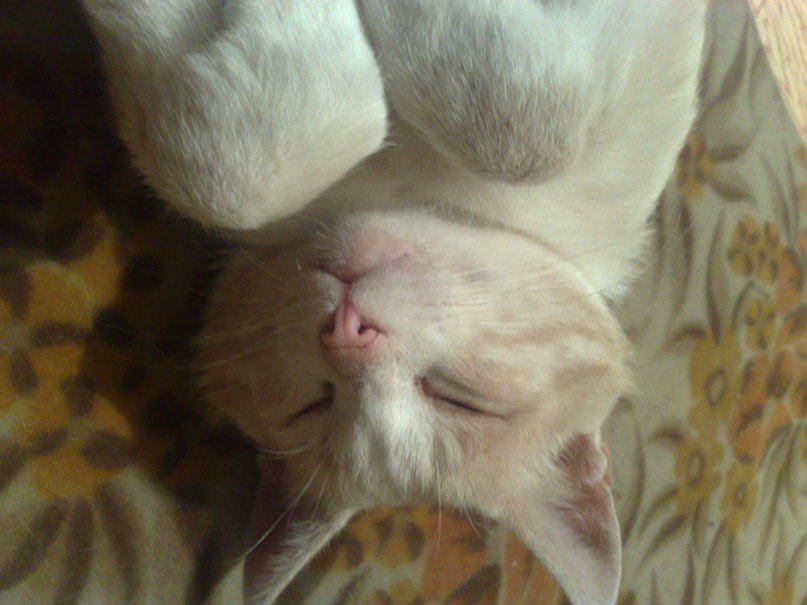 Алексей Яковлев | Москва